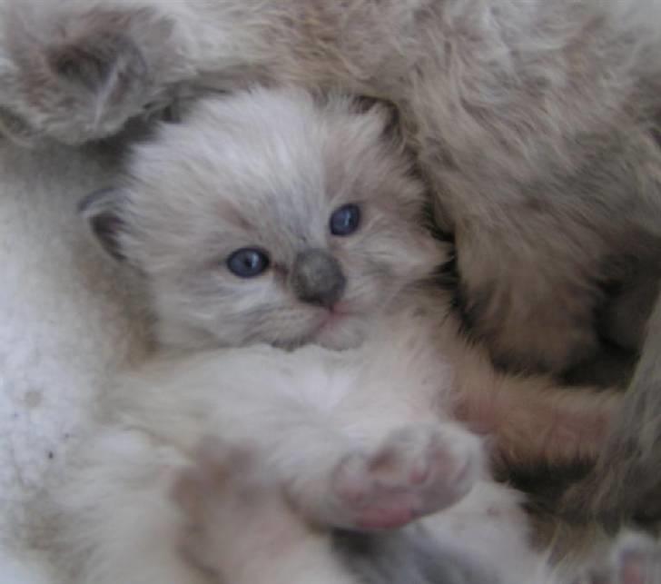 Ragdoll Big-Bang Rainbow Isabella billede 7