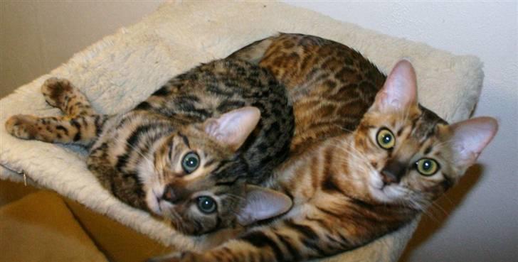 Bengal Bindi bengals Raman billede 10