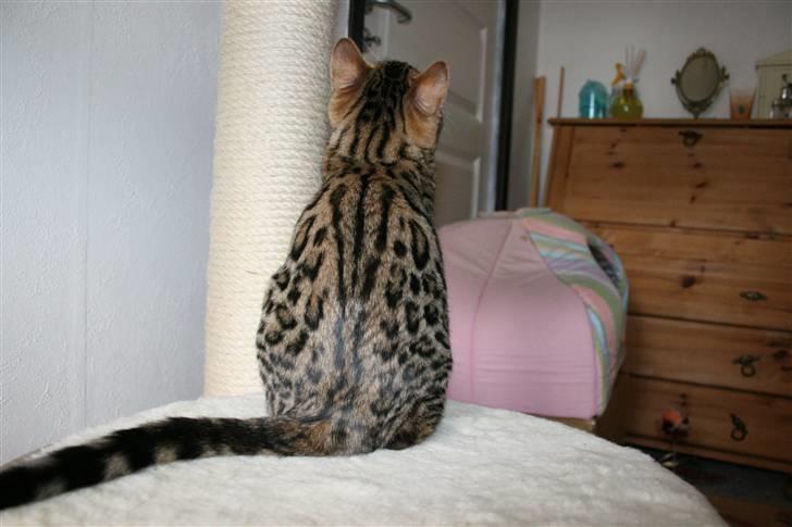 Bengal Bindi bengals Raman billede 12