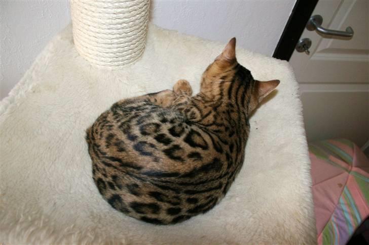 Bengal Bindi bengals Raman billede 13