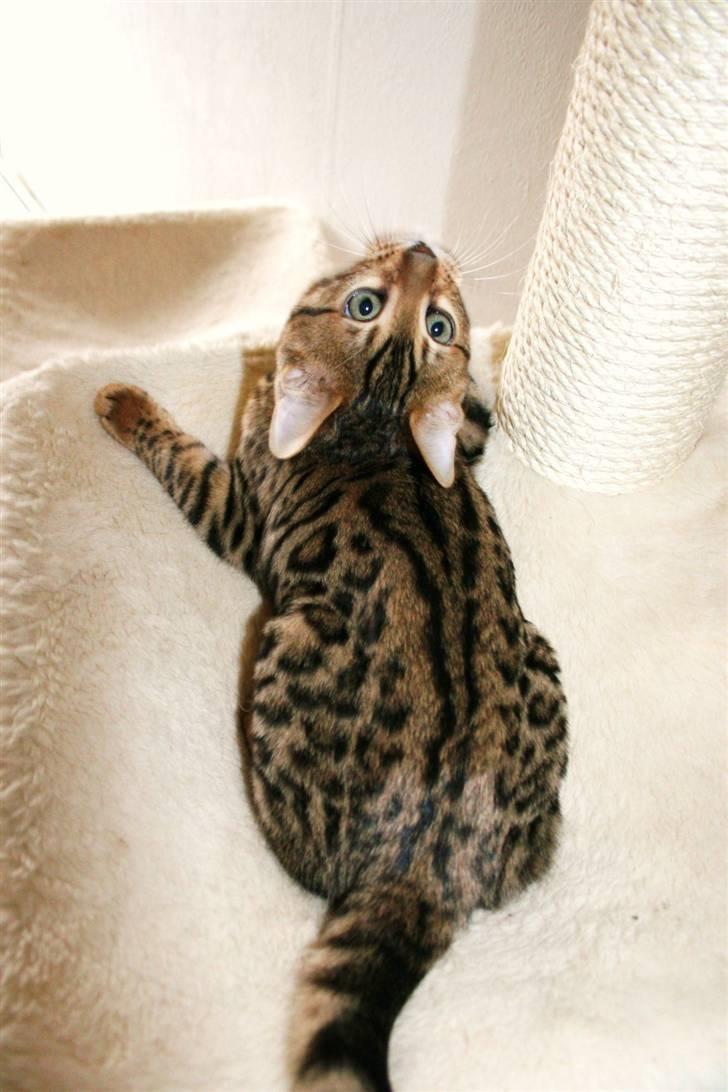 Bengal Bindi bengals Raman billede 14