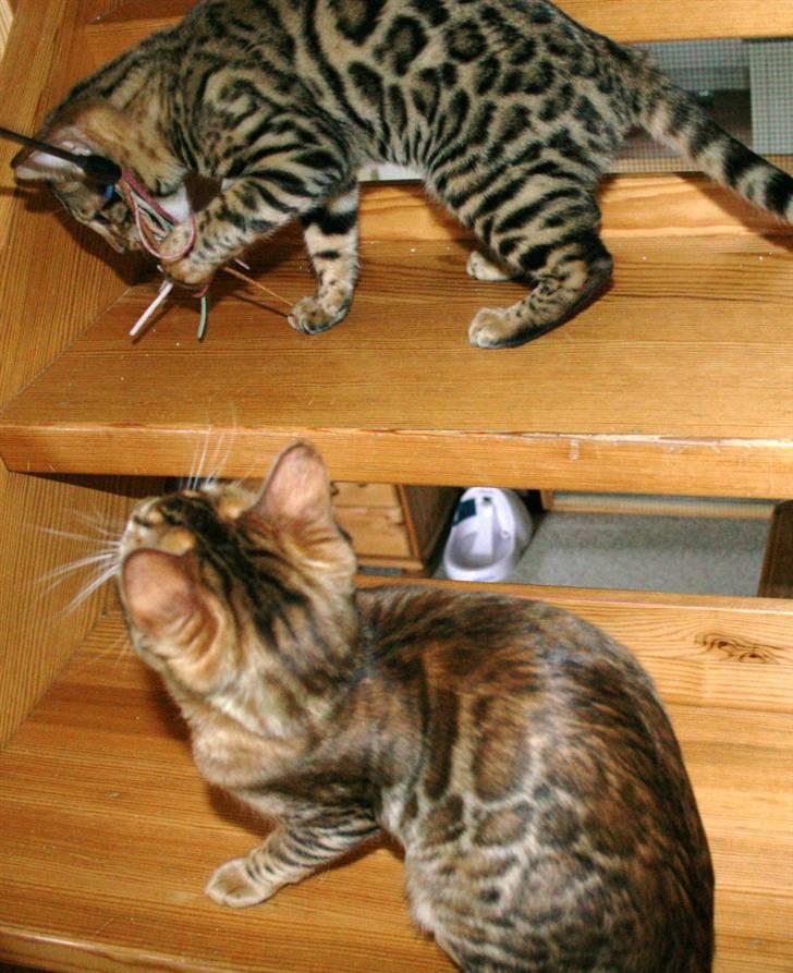 Bengal Bindi bengals Raman billede 15