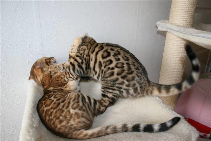 Bengal Bindi bengals Raman billede 16