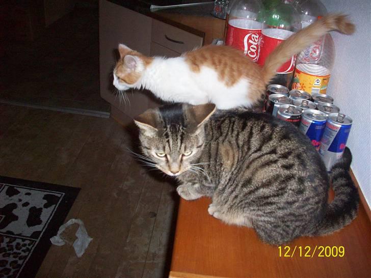 Huskat Banditten - R.I.P billede 10