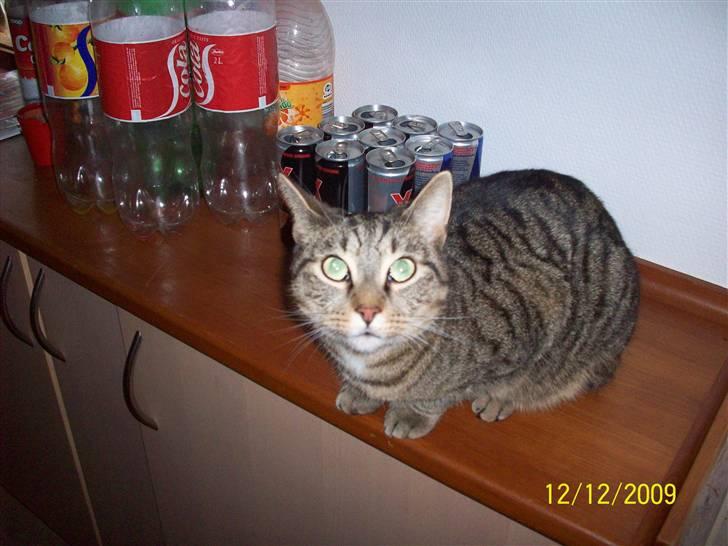 Huskat Banditten - R.I.P billede 11