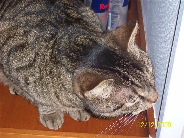 Huskat Banditten - R.I.P billede 12