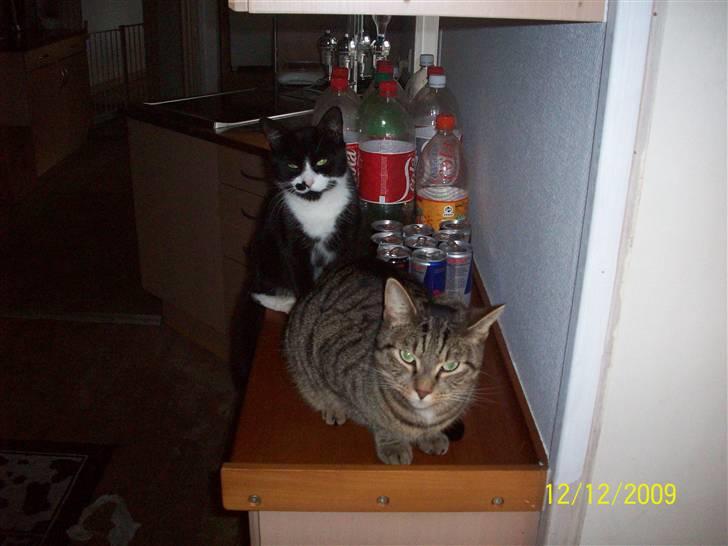 Huskat Banditten - R.I.P billede 13