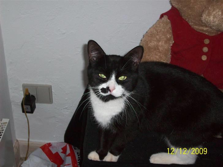 Huskat Miv billede 6