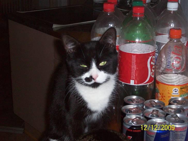 Huskat Miv billede 7