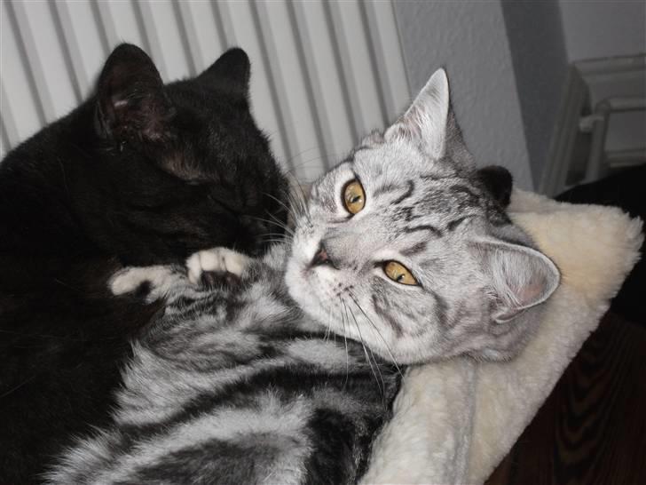 British Shorthair Enzo - Det er mig med "striberne", som nyder at få vasket pels af Senna! billede 1