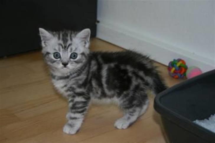 British Shorthair Enzo - Mig som lille hos opdrætter billede 3