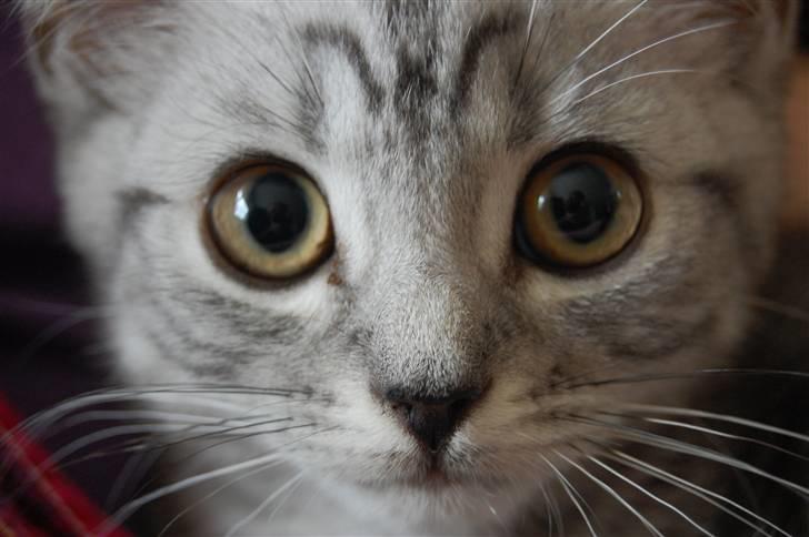 British Shorthair Enzo billede 4