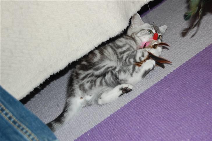 British Shorthair Enzo - Elsker at fange fjer og alt hvad der bevæger sig! billede 5