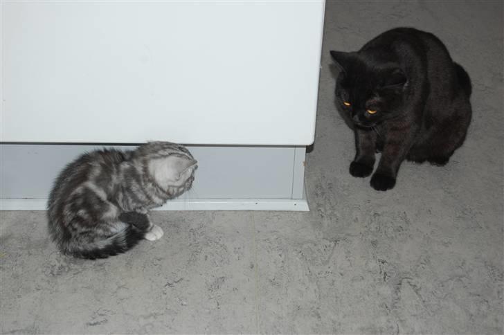 British Shorthair Enzo - Uha, et billede fra da jeg lige var kommet hjem og Senna så mig an... billede 6