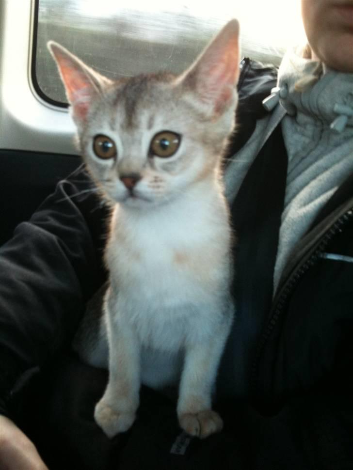 Abyssinier Silver Kama af Freden  - På vej hjem til sit nye hjem..... billede 3