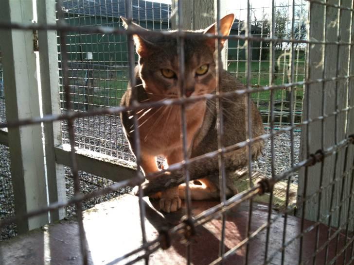 Abyssinier Silver Kama af Freden  - FAR misser: Orthmann´s Helmer  billede 4