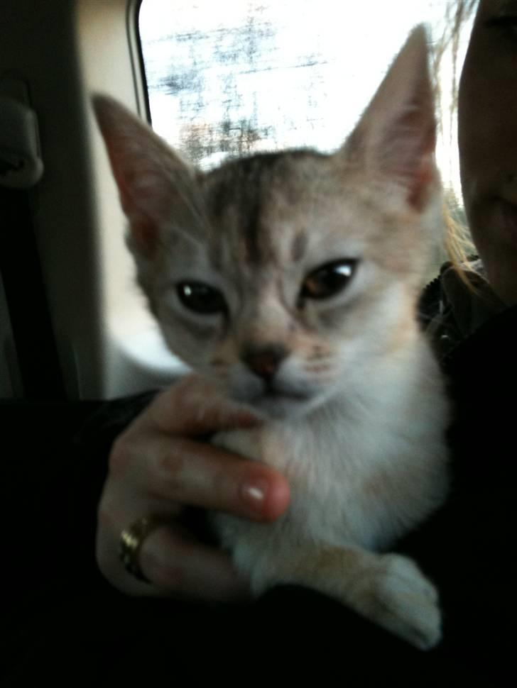 Abyssinier Silver Kama af Freden  billede 5