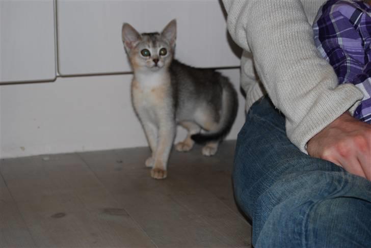 Abyssinier Silver Kama af Freden  - åååhhh det er lidt farligt at komme hjem til noget nyt billede 6