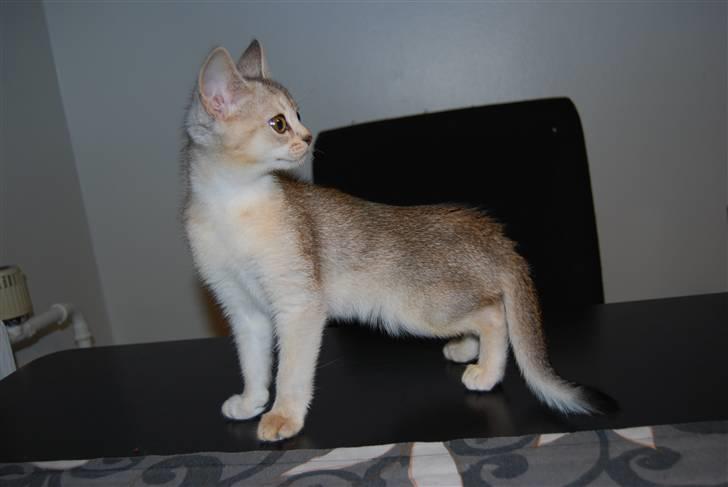 Abyssinier Silver Kama af Freden  billede 7