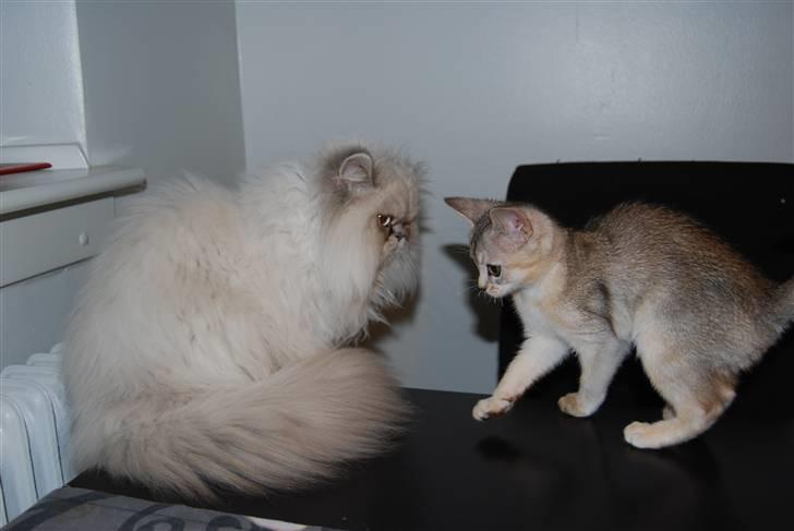 Abyssinier Silver Kama af Freden  - min nye storebror HECTOR billede 8