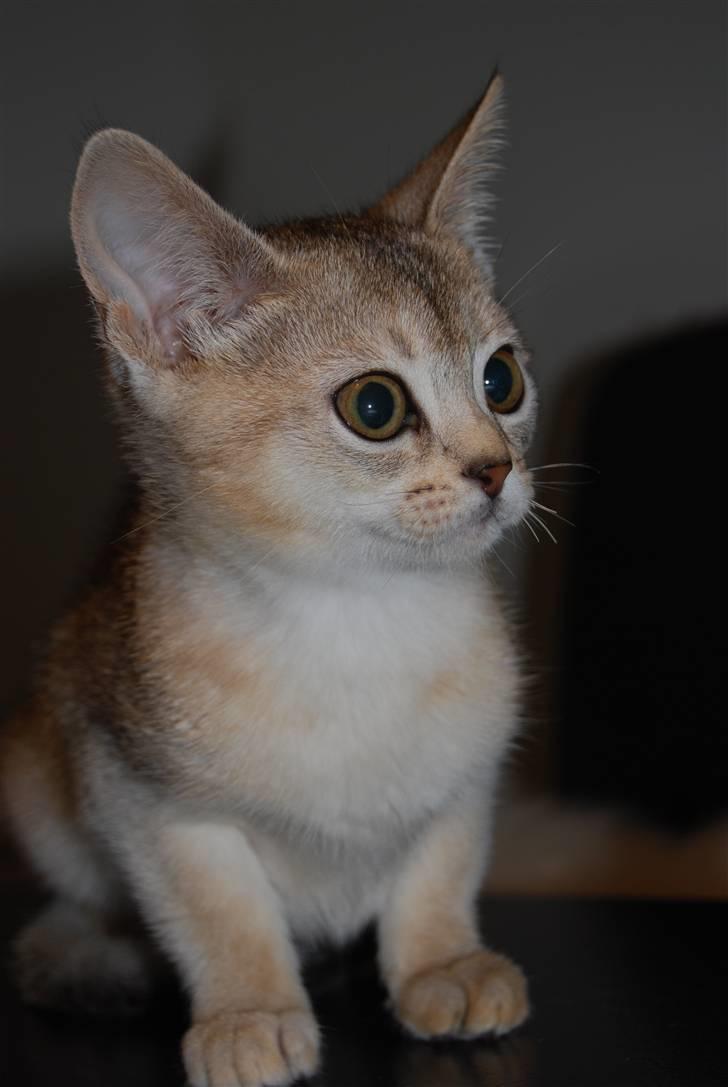 Abyssinier Silver Kama af Freden  billede 9