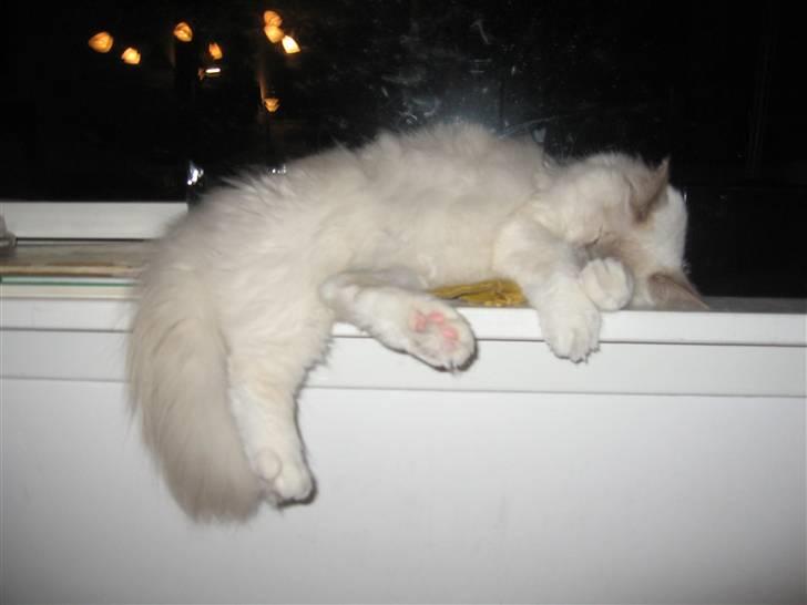 Hellig Birma Chiangmau Romeo  R.I.P billede 6