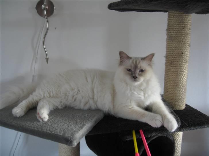 Hellig Birma Chiangmau Romeo  R.I.P billede 7