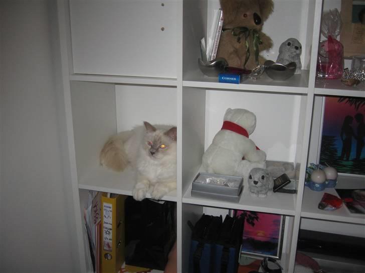 Hellig Birma Chiangmau Romeo  R.I.P billede 8