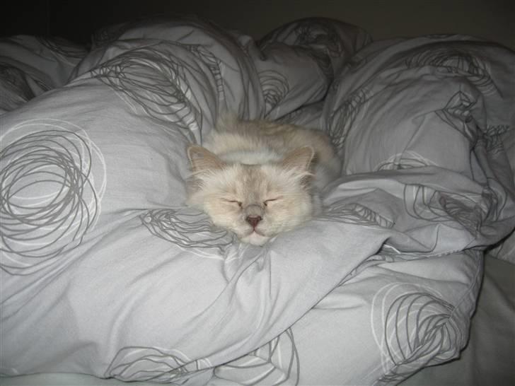 Hellig Birma Chiangmau Romeo  R.I.P billede 9