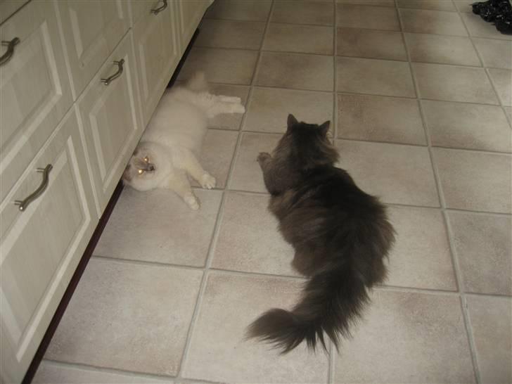 Hellig Birma Chiangmau Romeo  R.I.P billede 10