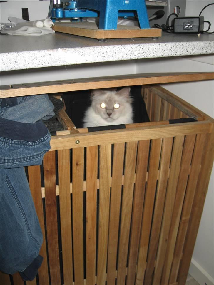 Hellig Birma Chiangmau Romeo  R.I.P billede 12