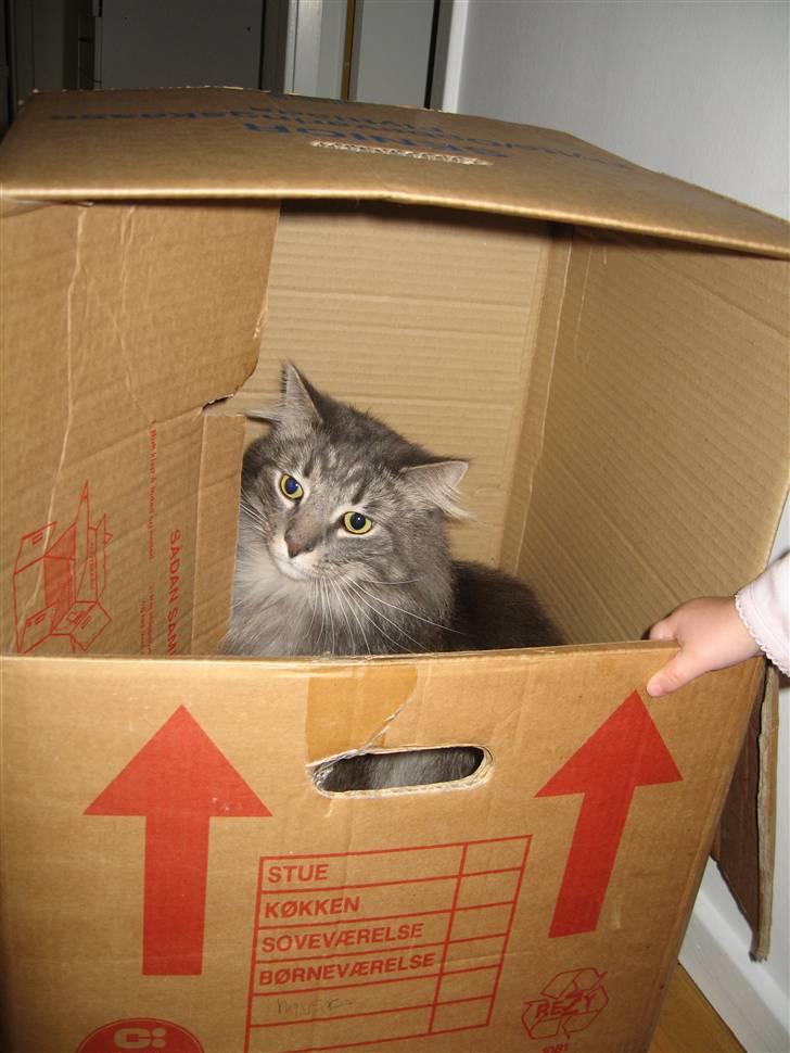 Norsk Skovkat Basse R.I.P. billede 20