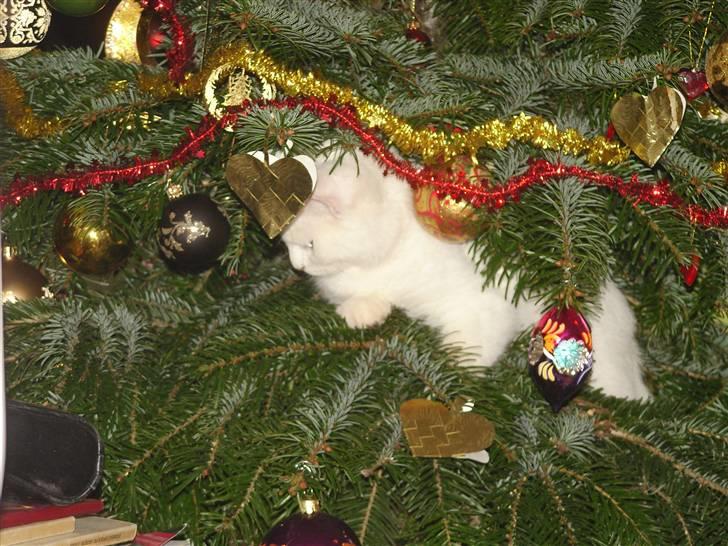 Tyrkisk Angora Lily White von Isadora billede 1