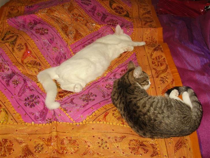 Tyrkisk Angora Lily White von Isadora - sover med kæle billede 2