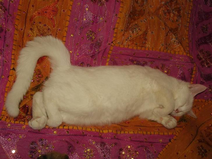 Tyrkisk Angora Lily White von Isadora billede 3