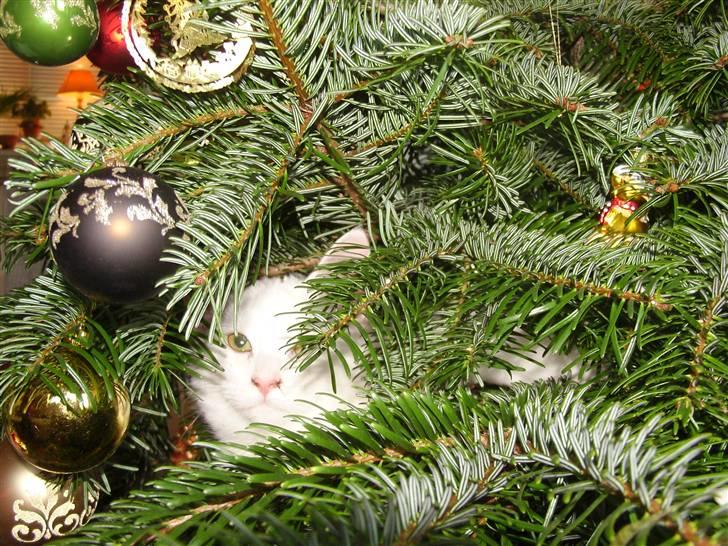 Tyrkisk Angora Lily White von Isadora billede 4