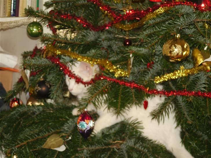 Tyrkisk Angora Lily White von Isadora billede 5