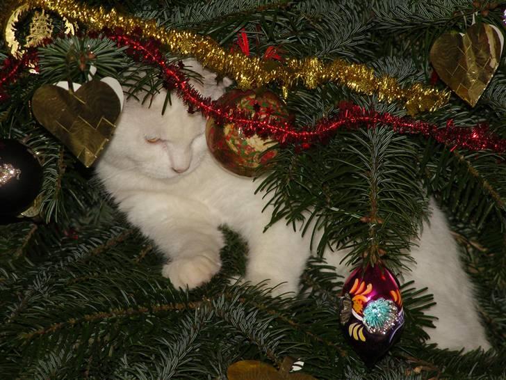 Tyrkisk Angora Lily White von Isadora billede 6