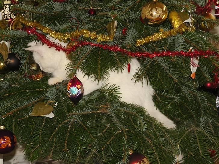 Tyrkisk Angora Lily White von Isadora billede 7