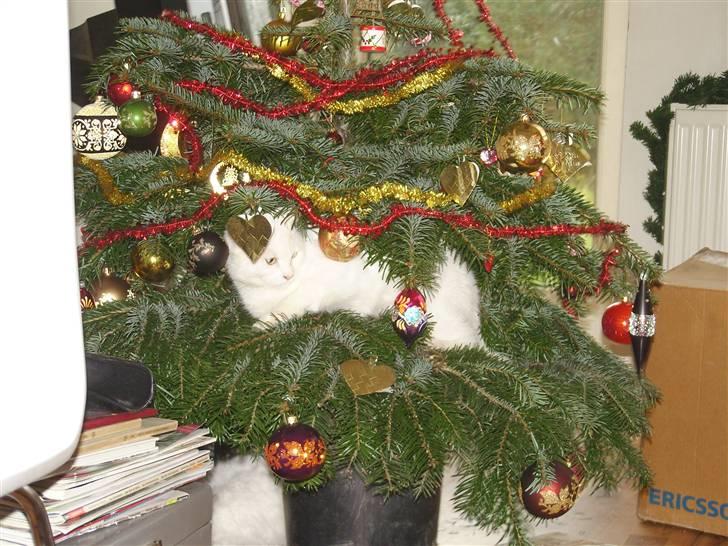 Tyrkisk Angora Lily White von Isadora billede 8