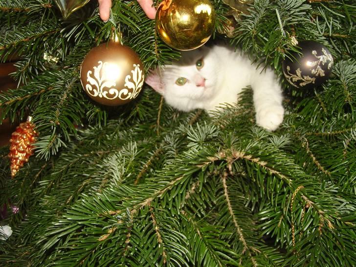 Tyrkisk Angora Lily White von Isadora billede 9