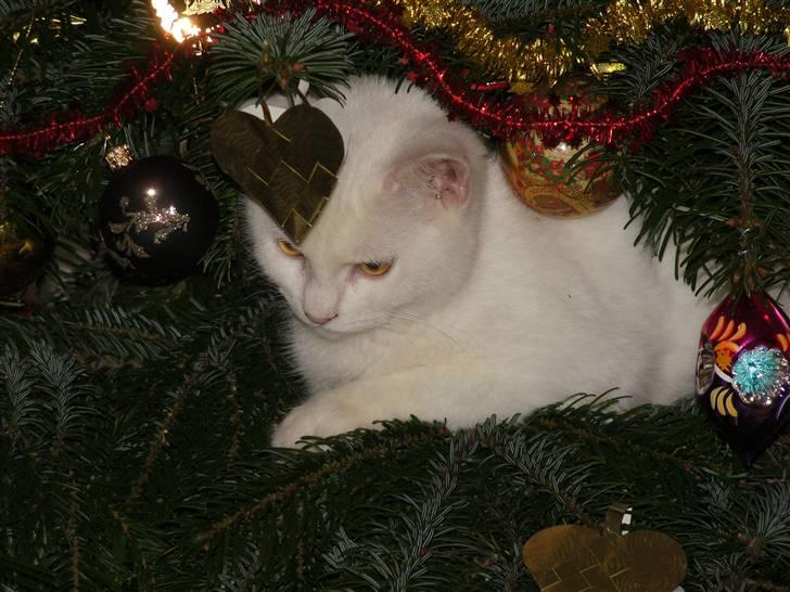 Tyrkisk Angora Lily White von Isadora billede 11