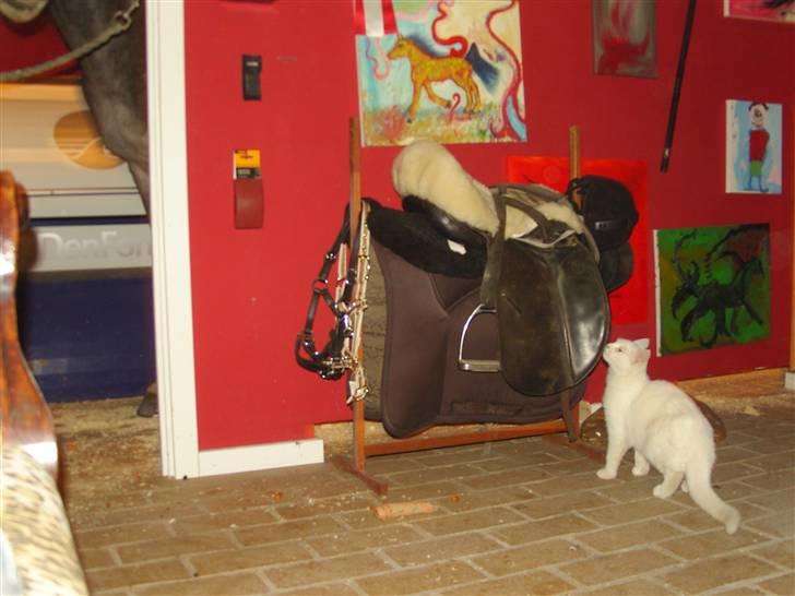 Tyrkisk Angora Lily White von Isadora billede 12