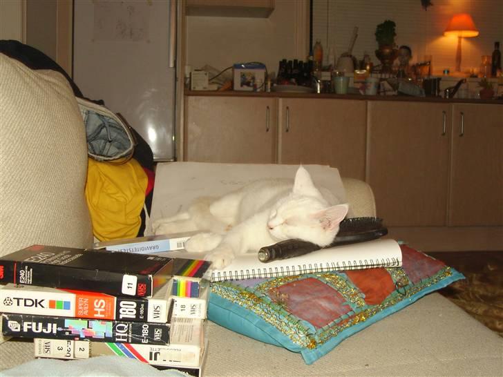 Tyrkisk Angora Lily White von Isadora billede 13