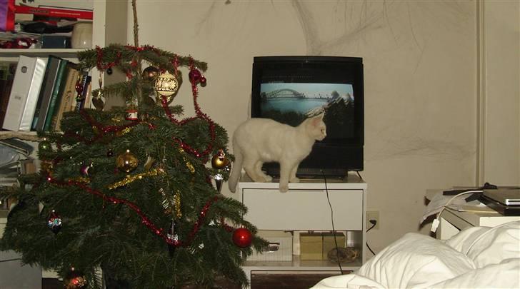 Tyrkisk Angora Lily White von Isadora billede 14