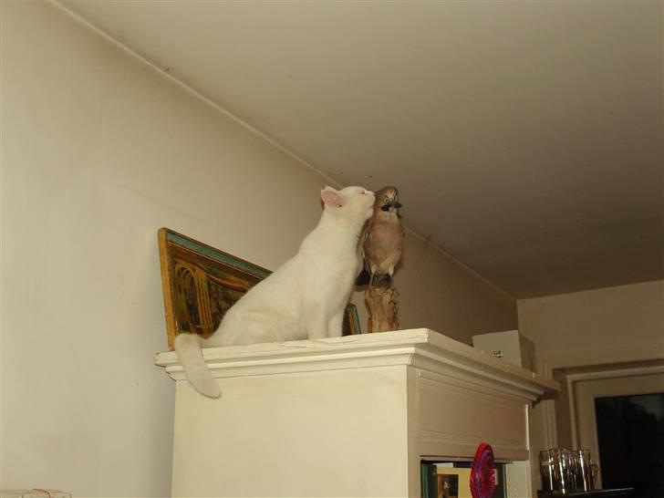 Tyrkisk Angora Lily White von Isadora billede 15