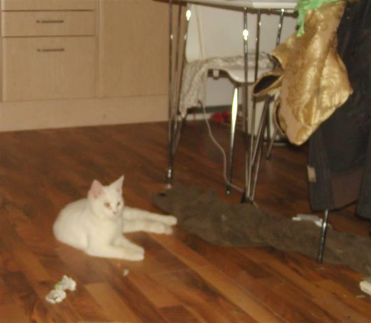 Tyrkisk Angora Lily White von Isadora billede 16