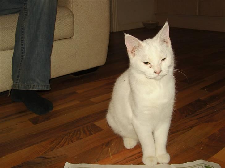 Tyrkisk Angora Lily White von Isadora billede 17