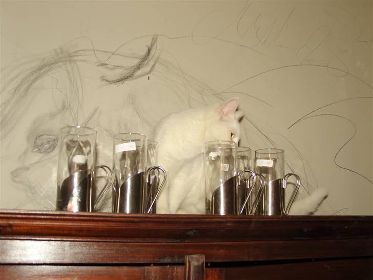 Tyrkisk Angora Lily White von Isadora billede 18