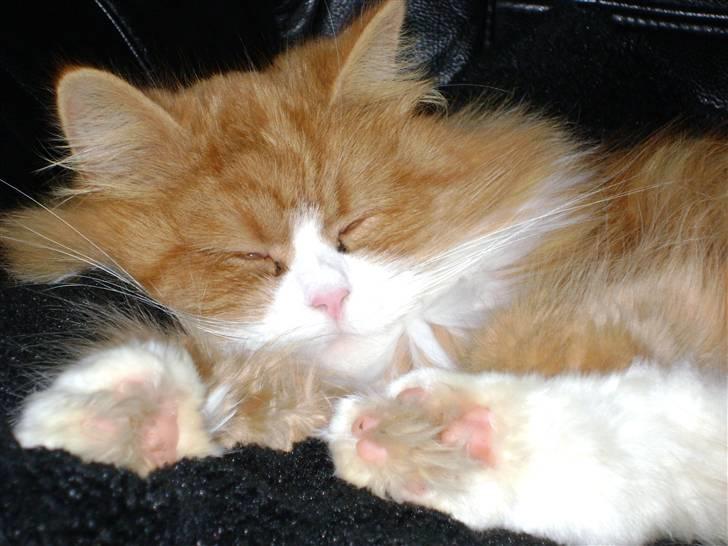 Blanding af racer Charlie billede 1